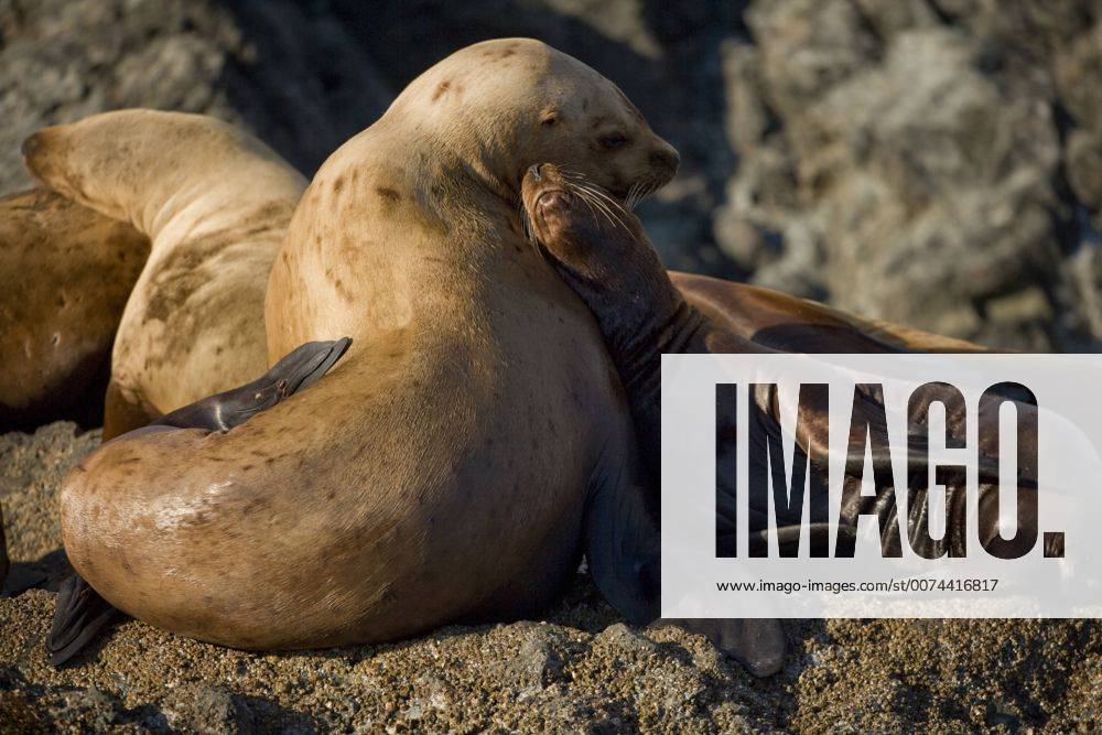 Stockfoto Usa Alaska Tongass National Forest Steller