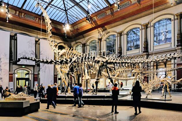 Berlin Mitte, Naturkundemuseum an der Invalidenstraße, Saal mit Dinosaurier Naturkundemuseum