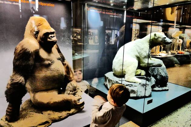 Berlin Mitte, Naturkundemuseum an der Invalidenstraße, Tierpräparate: Eisbär Knut und Gorilla Bobby Naturkundemuseum