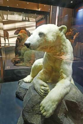 Bilder des Tages Berlin Mitte, Naturkundemuseum an der Invalidenstraße, Tierpräparate: Eisbär Knut und Gorilla Bobby Naturkundemuseum