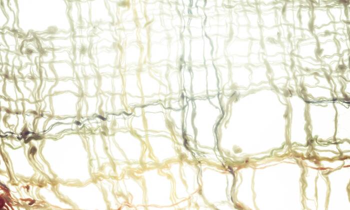 Fabric against white background  CMF00629