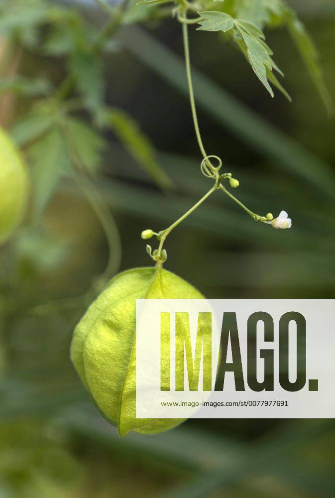 Cardiospermum Photos Imago