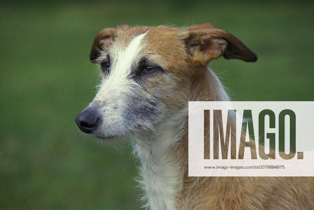 wire haired greyhound