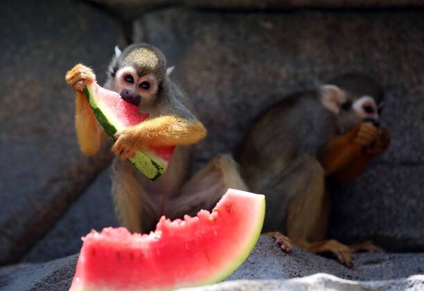 (170716) -- QUANZHOU, July 16, 2017 -- A monkey eats watermelon at a zoo in Quanzhou, southeast China s Fujian Province, July 16, 2017. As hot weather continued, staff members of Quanzhou Wildlife Zoo offered watermelon, fans or air conditioners for animals. ) (zkr) CHINA-QUANZHOU-MONKEY(CN) ZhangxJiuqiang
