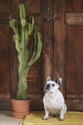 Portrait of French bulldog property released  RTBF00899