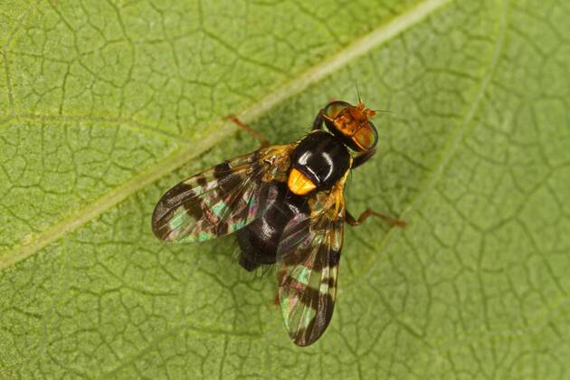 Kirschfruchtfliege, Kirsch-Fruchtfliege, Kirschfliege, Kirsch-Fliege (Rhagoletis cerasi, Rhagoletis signata, Trypeta signata), auf einem Blatt sitzend, Aufsicht, Deutschland cherry fruit fly, tephritid fruit fly (Rhagoletis cerasi, Rhagoletis signata, Trypeta signata), sitting on a leaf, view from above, Germany BLWS460186 Copyright: xblickwinkel H.xBellmann F.xHeckerx
