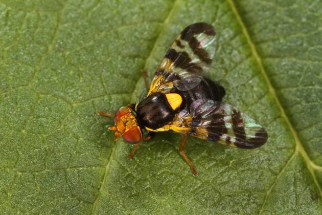 Kirschfruchtfliege, Kirsch-Fruchtfliege, Kirschfliege, Kirsch-Fliege (Rhagoletis cerasi, Rhagoletis signata, Trypeta signata), auf einem Blatt sitzend, Aufsicht, Deutschland cherry fruit fly, tephritid fruit fly (Rhagoletis cerasi, Rhagoletis signata, Trypeta signata), sitting on a leaf, view from above, Germany BLWS460182 Copyright: xblickwinkel H.xBellmann F.xHeckerx