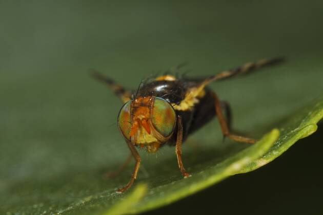 Kirschfruchtfliege, Kirsch-Fruchtfliege, Kirschfliege, Kirsch-Fliege (Rhagoletis cerasi, Rhagoletis signata, Trypeta signata), Portraet, Komplexaugen, Deutschland cherry fruit fly, tephritid fruit fly (Rhagoletis cerasi, Rhagoletis signata, Trypeta signata), portrait, compound eyes, Germany BLWS460184 Copyright: xblickwinkel H.xBellmann F.xHeckerx