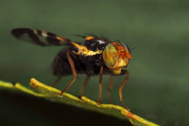Kirschfruchtfliege, Kirsch-Fruchtfliege, Kirschfliege, Kirsch-Fliege (Rhagoletis cerasi, Rhagoletis signata, Trypeta signata), Portraet, Komplexaugen, Deutschland cherry fruit fly, tephritid fruit fly (Rhagoletis cerasi, Rhagoletis signata, Trypeta signata), portrait, compound eyes, Germany BLWS460185 Copyright: xblickwinkel H.xBellmann F.xHeckerx