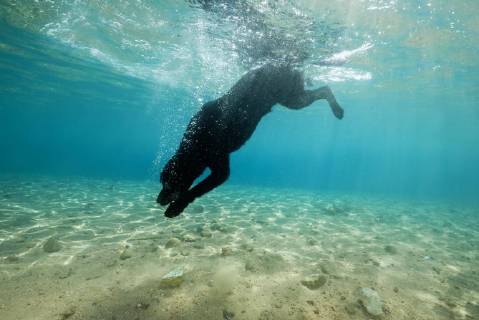 Black dog dives under water behind a stone. Red Sea. Dahab. Egypt. Africa Copyright: imageBROKER/AndreyxNekrasov ibxaaa04600515.jpg