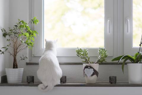 Back view of white cat sitting on window sill property released  CHPF00442