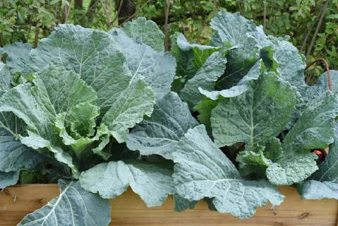 Raised bed cabbage Brassica oleracea var. sabauda Kohl raised bed savoy cabbage Brassica oleracea var sabauda