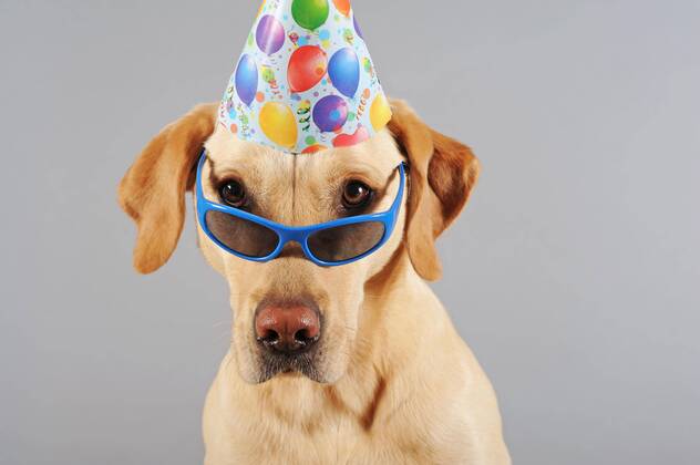 Labrador Retriever yellow dog wears glasses and hat Copyright: imageBROKER/AnnixSommer ibxisa04624541.jpg