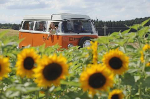 Couple in old camper driving through sunflower field model released Symbolfoto property released  CRF02782