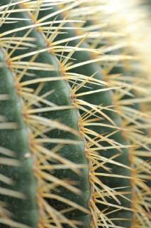 Schwiegermutterstuhl, Schwiegermuttersitz, Goldkugelkaktus, Goldkugel-Kaktus (Echinocactus grusonii), Stacheln barrel cactus (Echinocactus grusonii), stings BLWS482817 Copyright: xblickwinkel McPHOTO D.xVorbuschx