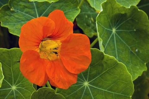 Grosse Kapuzinerkresse, Grosse Kapuziner-Kresse, Kapuzinerkresse, Kapuziner-Kresse (Tropaeolum majus), Bluete Indian cress, common nasturtium, garden nasturtium (Tropaeolum majus), flower BLWS485186 Copyright: xblickwinkel M.xKuehnx