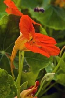 Grosse Kapuzinerkresse, Grosse Kapuziner-Kresse, Kapuzinerkresse, Kapuziner-Kresse (Tropaeolum majus), Bluete in Seitenansicht mit Sporn Indian cress, common nasturtium, garden nasturtium (Tropaeolum majus), flower with spur BLWS485187 Copyright: xblickwinkel M.xKuehnx