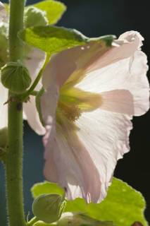Stockrose, Stock-Rose, Stockmalve, Stock-Malve, Halsrose, Hals-Rose, Brandrose, Brand-Rose (Alcea rosea, Althaea rosea), Bluete im Gegenlicht hollyhock (Alcea rosea, Althaea rosea), flower in backlight BLWS485420 Copyright: xblickwinkel M.xKuehnx