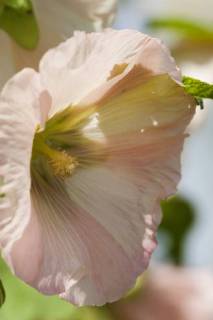 Stockrose, Stock-Rose, Stockmalve, Stock-Malve, Halsrose, Hals-Rose, Brandrose, Brand-Rose (Alcea rosea, Althaea rosea), Bluete im Gegenlicht hollyhock (Alcea rosea, Althaea rosea), flower in backlight BLWS485421 Copyright: xblickwinkel M.xKuehnx