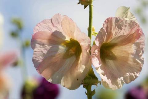 Stockrose, Stock-Rose, Stockmalve, Stock-Malve, Halsrose, Hals-Rose, Brandrose, Brand-Rose (Alcea rosea, Althaea rosea), Blueten im Gegenlicht hollyhock (Alcea rosea, Althaea rosea), flowers in backlight BLWS485422 Copyright: xblickwinkel M.xKuehnx