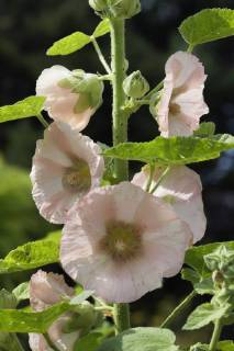 Stockrose, Stock-Rose, Stockmalve, Stock-Malve, Halsrose, Hals-Rose, Brandrose, Brand-Rose (Alcea rosea, Althaea rosea), Bluetenstand hollyhock (Alcea rosea, Althaea rosea), inflorescence BLWS485423 Copyright: xblickwinkel M.xKuehnx
