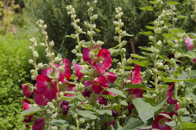 Stockrose, Stock-Rose, Stockmalve, Stock-Malve, Halsrose, Hals-Rose, Brandrose, Brand-Rose (Alcea rosea, Althaea rosea), bluehend hollyhock (Alcea rosea, Althaea rosea), blooming BLWS485424 Copyright: xblickwinkel M.xKuehnx