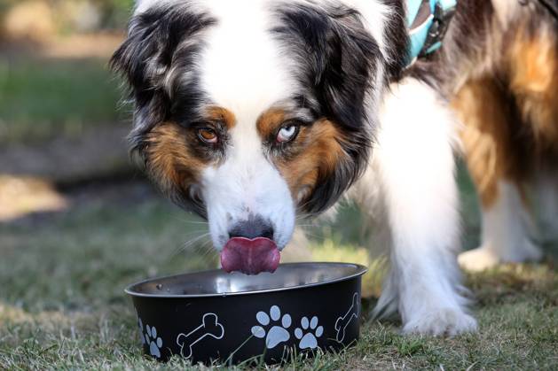 Summer in the Siegerland a hot summer day is coming to an end Dog Australian Shepherd drinks water in the garden from his water bowl summer in Siegerland on 24 07 2018 in Siegen Germany