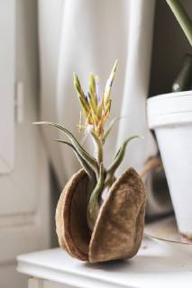Air plant in a nutshell  AFVF00626