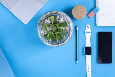 Business desk with potted plant in front of blue background seen from above  MMAF00371