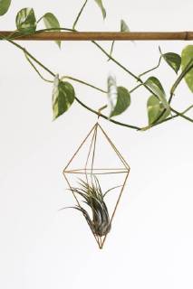Air plant in a pendant  AFVF00620