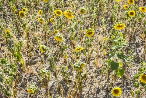 06 08 18 Hanover sunflower dryness drought heat