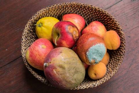 22 08 2018 Berlin Germany GER Fruit basket full of spoiled fruit