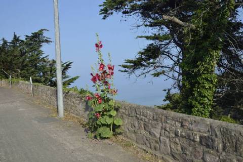 Stockrose, Stock-Rose, Stockmalve, Stock-Malve, Halsrose, Hals-Rose, Brandrose, Brand-Rose (Alcea rosea, Althaea rosea), mit roten Blueten an einer Steinmauer am Strassenrand, Frankreich, Bretagne, Erquy hollyhock (Alcea rosea, Althaea rosea), with red blossoms at a stone wall on the roadside, France, Brittany, Erquy BLWS490355 Copyright: xblickwinkel D.xMaehrmannx
