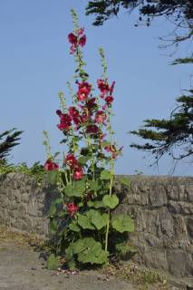 Stockrose, Stock-Rose, Stockmalve, Stock-Malve, Halsrose, Hals-Rose, Brandrose, Brand-Rose (Alcea rosea, Althaea rosea), mit roten Blueten an einer Steinmauer am Strassenrand, Frankreich, Bretagne, Erquy hollyhock (Alcea rosea, Althaea rosea), with red blossoms at a stone wall on the roadside, France, Brittany, Erquy BLWS490389 Copyright: xblickwinkel D.xMaehrmannx