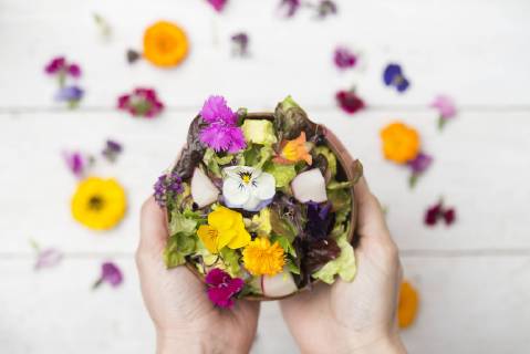 Woman s hands holding bowl of salad with edible flowers model released Symbolfoto  SKCF00521