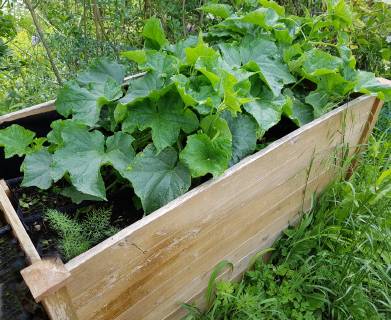 Raised bed of cucumbers Cumumis sativus Raised bed cucumbers cumumis sativus