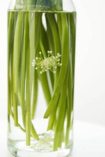 Garlic flowers, used as cooking ingredient  Copyright: LaurencexMouton B79995401