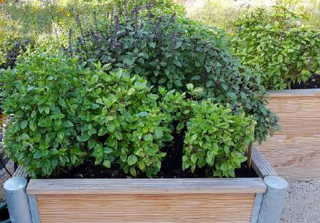 Raised bed of herbs Vegetables raised bed Herbs Vegetables