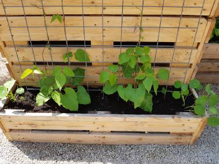 Raised bed of herbs Vegetables raised bed Herbs Vegetables