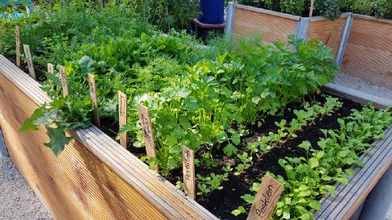 Raised bed of herbs Vegetables raised bed Herbs Vegetables
