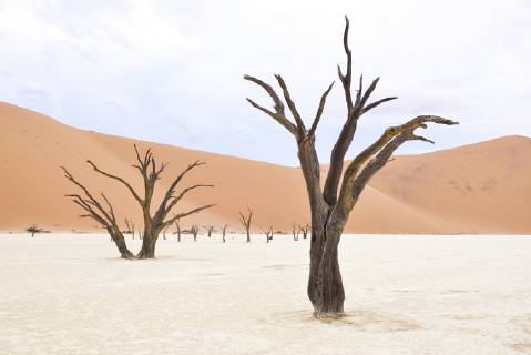 Africa Namibia Sossusvlei Deadvlei Dead Acacia Trees