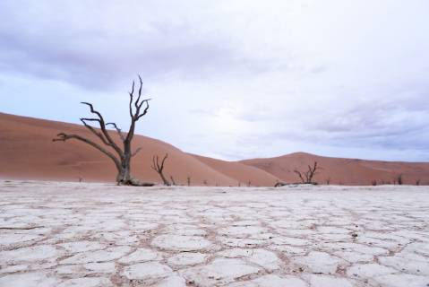 Africa Namibia Sossusvlei Deadvlei Dead Acacia Trees