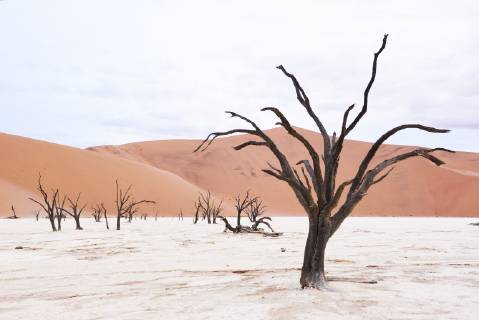 Africa Namibia Sossusvlei Deadvlei Dead Acacia Trees