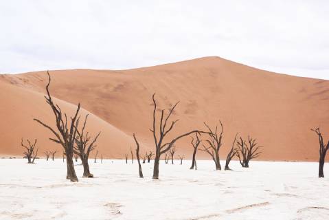 Africa Namibia Sossusvlei Deadvlei Dead Acacia Trees