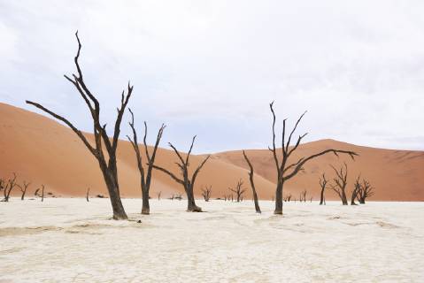 Africa Namibia Sossusvlei Deadvlei Dead Acacia Trees