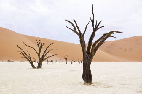 Africa Namibia Sossusvlei Deadvlei Dead Acacia Trees