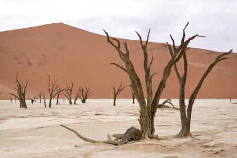 Africa Namibia Sossusvlei Deadvlei Dead Acacia Trees