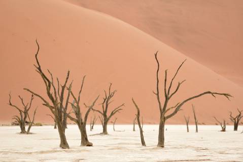 Africa Namibia Sossusvlei Deadvlei Dead Acacia Trees