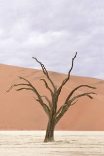 Africa Namibia Sossusvlei Deadvlei Dead Acacia Trees