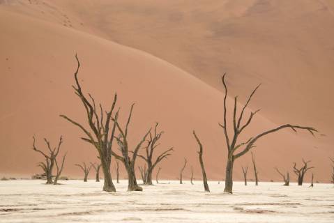 Africa Namibia Sossusvlei Deadvlei Dead Acacia Trees